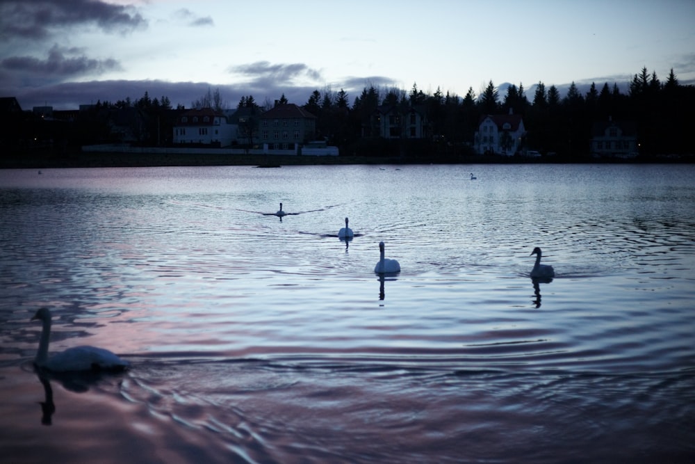 a flock of birds floating on top of a lake