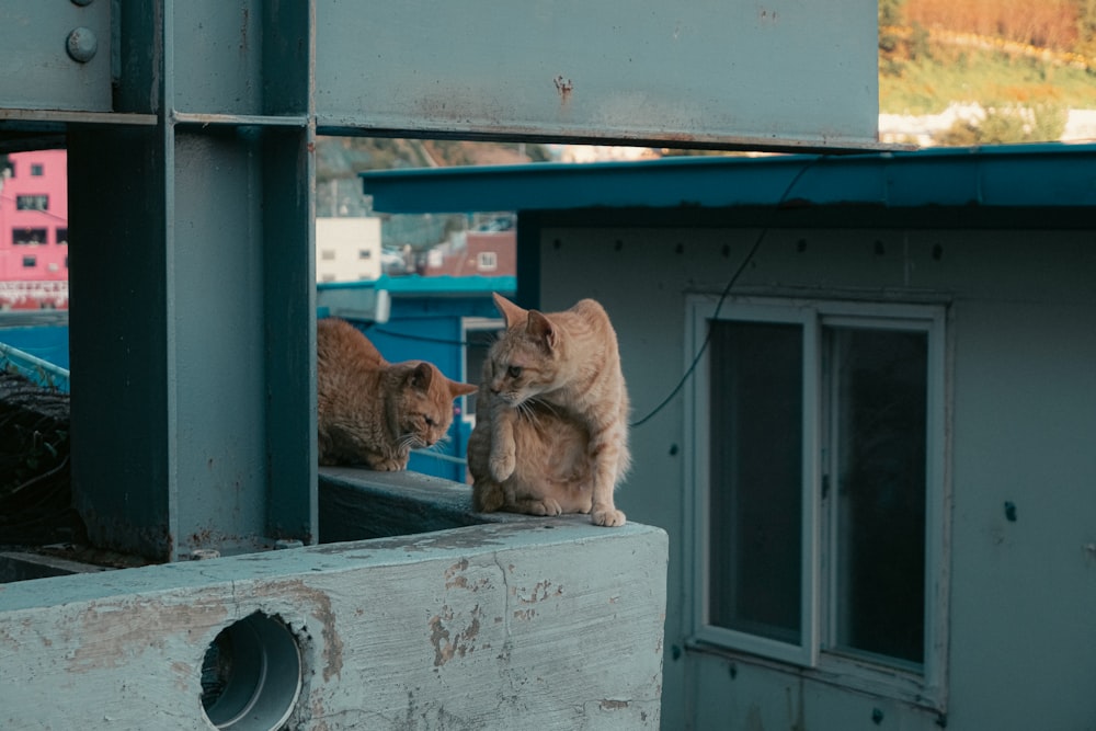 a couple of cats sitting on top of a building
