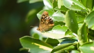 A colorful origami butterfly perched delicately on a green leaf.