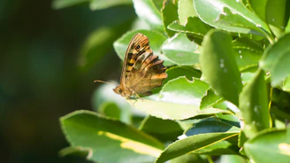 a butterfly sitting on top of a green leaf