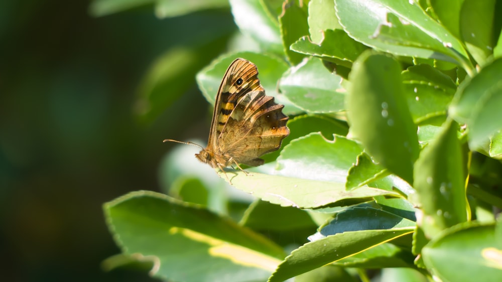 a butterfly sitting on top of a green leaf