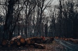A gloomy forest scene with bare trees and a path running through it. In the foreground, a pile of cut logs lines the path, suggesting recent or ongoing logging activity. The ground is covered with leaves and soil, and the overall ambiance is somber and quiet.