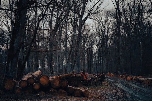 A gloomy forest scene with bare trees and a path running through it. In the foreground, a pile of cut logs lines the path, suggesting recent or ongoing logging activity. The ground is covered with leaves and soil, and the overall ambiance is somber and quiet.