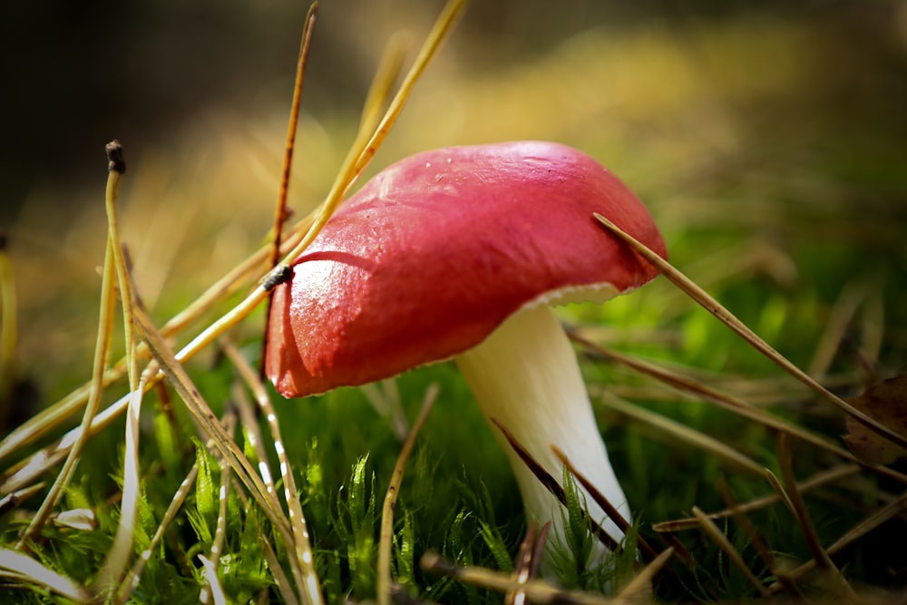 a close up of a small red mushroom in the grass