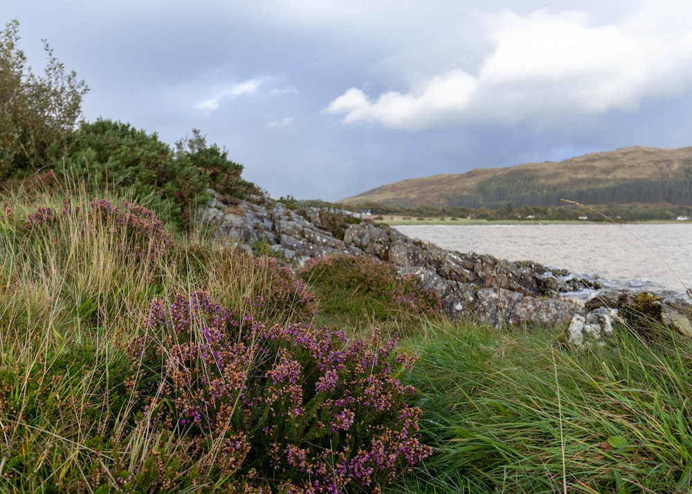 a field of grass and flowers next to a body of water