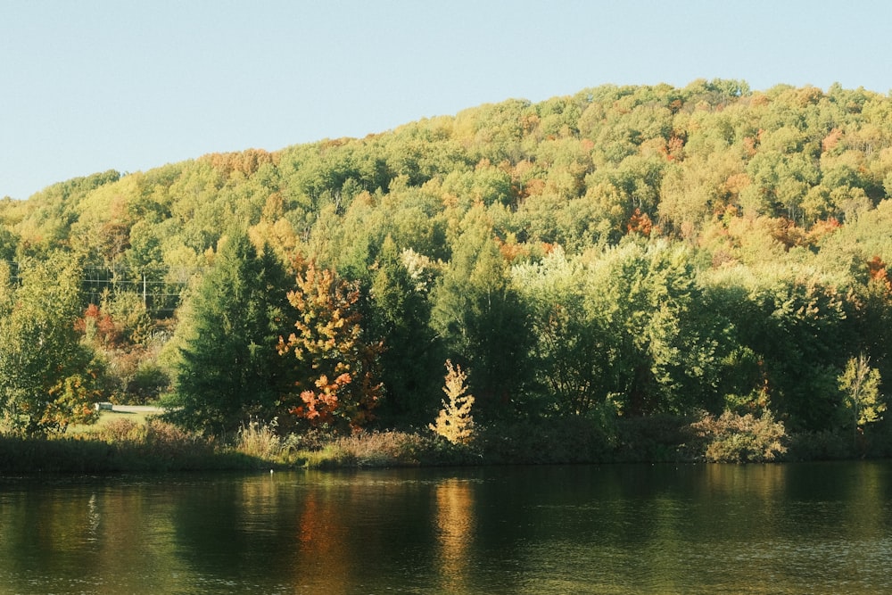 a body of water surrounded by a forest