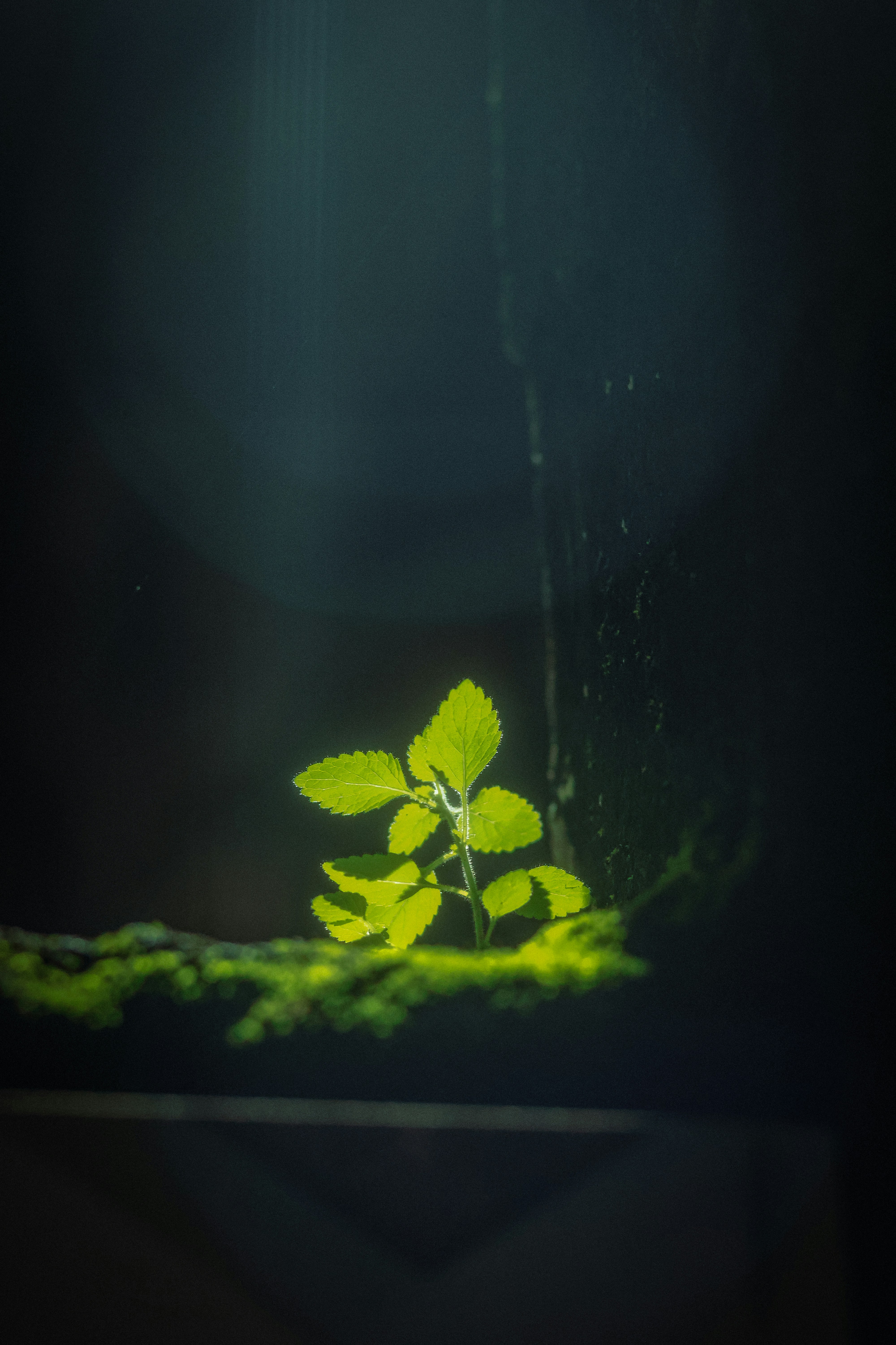 a small green plant in the middle of a dark room