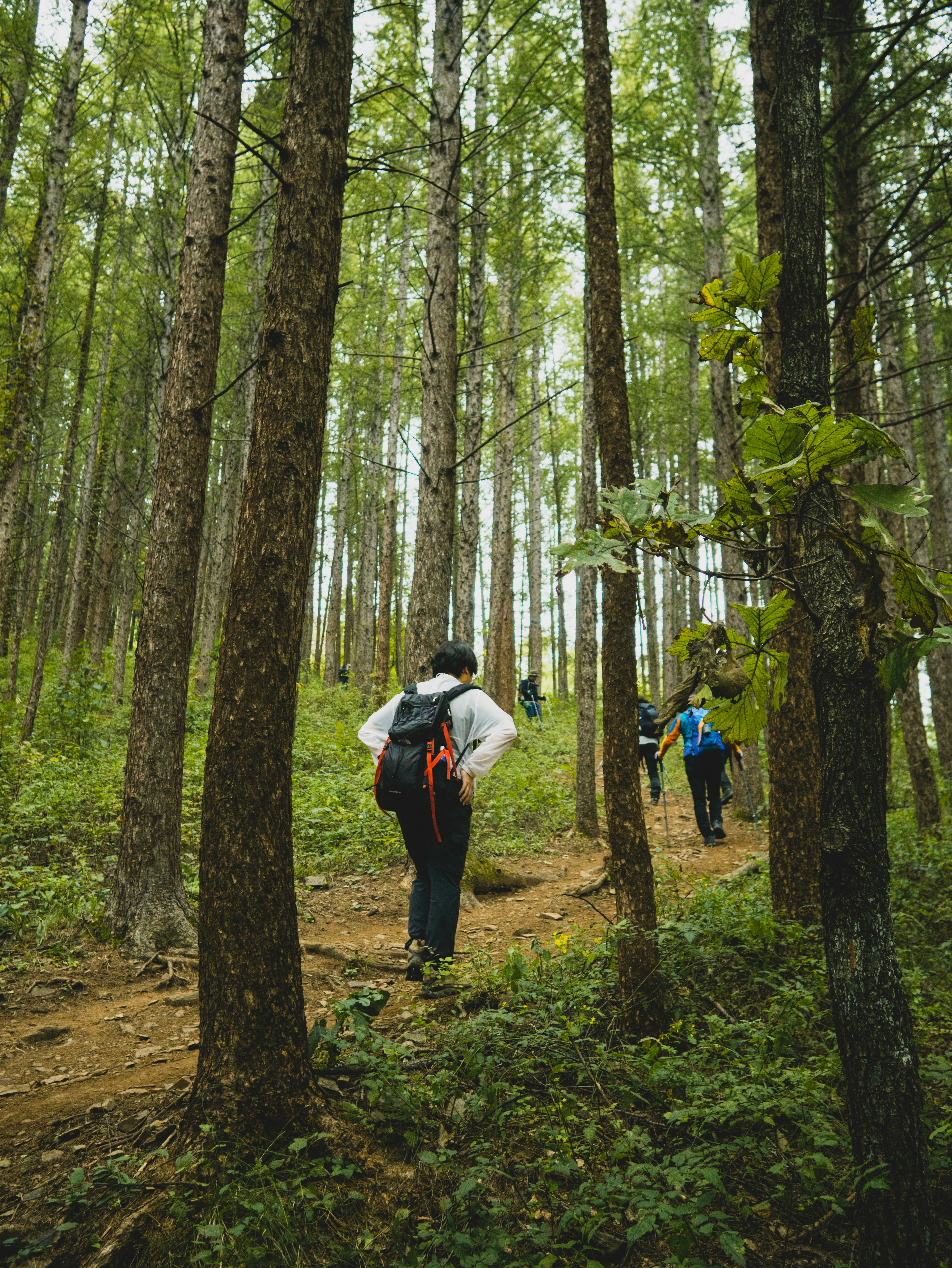 a group of people walking through a forest