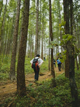 a group of people walking through a forest