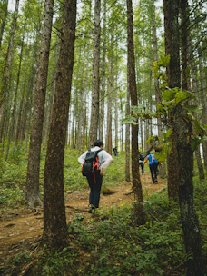 a group of people walking through a forest
