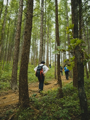 a group of people walking through a forest