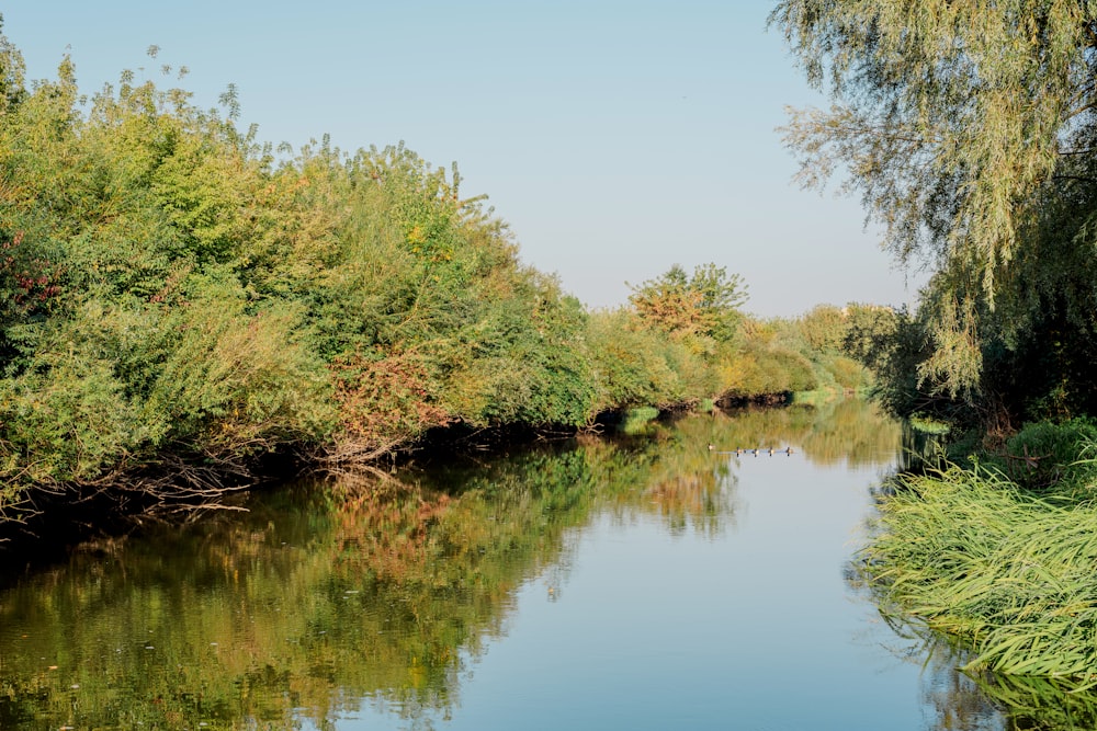 a river running through a lush green forest