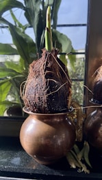 A sprouting coconut placed in a metallic container positioned on a windowsill. The green shoot extends upward, contrasting with the dark, fibrous texture of the coconut. In the background, lush green leaves and a window letting in natural light create a serene atmosphere.