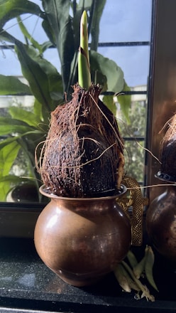 A sprouting coconut placed in a metallic container positioned on a windowsill. The green shoot extends upward, contrasting with the dark, fibrous texture of the coconut. In the background, lush green leaves and a window letting in natural light create a serene atmosphere.