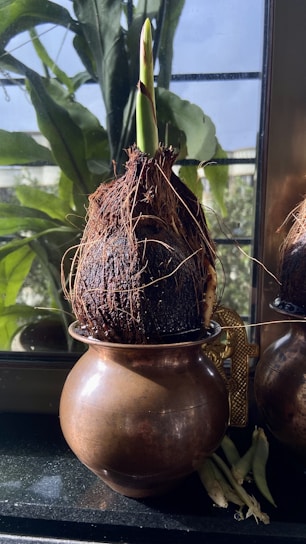 A sprouting coconut placed in a metallic container positioned on a windowsill. The green shoot extends upward, contrasting with the dark, fibrous texture of the coconut. In the background, lush green leaves and a window letting in natural light create a serene atmosphere.