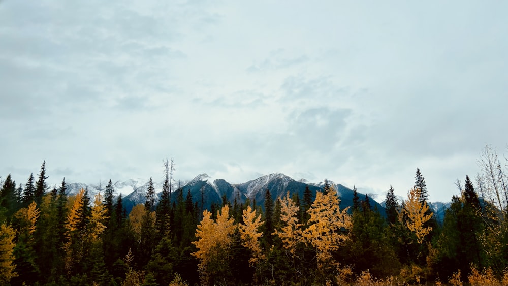 a forest with a mountain in the background