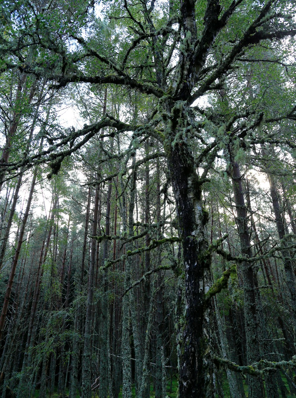 a forest filled with lots of tall trees