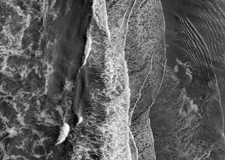 a black and white photo of an elephant's face