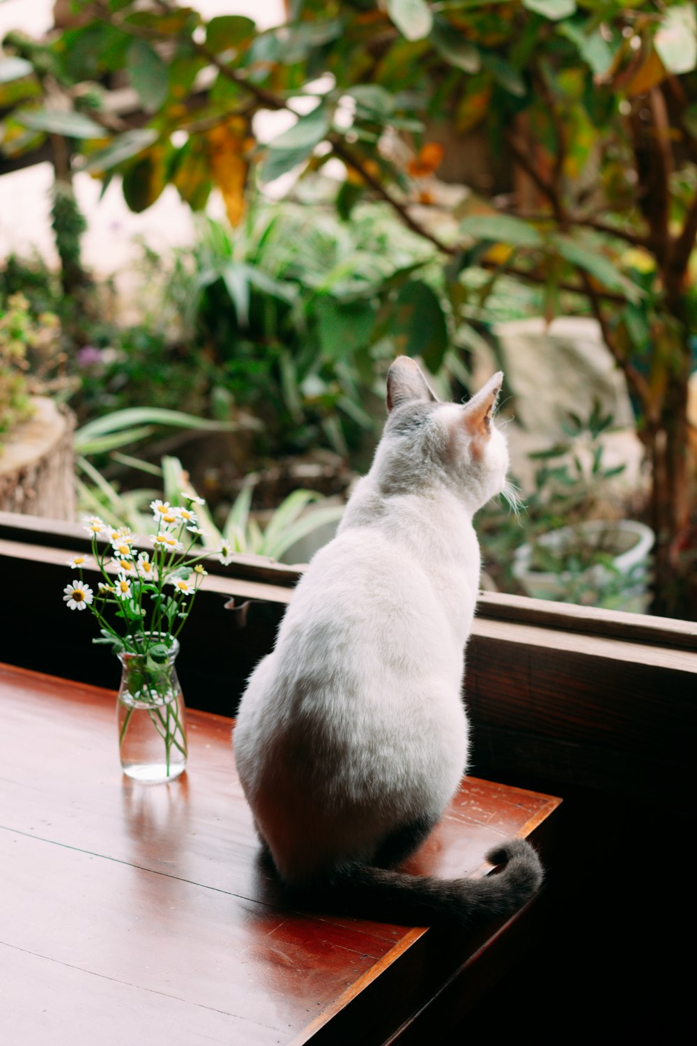 Un gato sentado en el alféizar de una ventana junto a un jarrón de flores