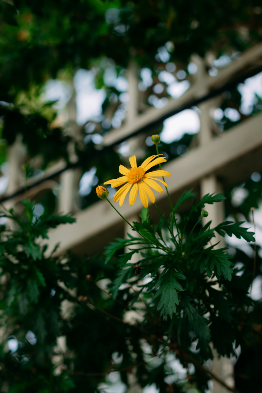 a yellow flower sitting on top of a green tree