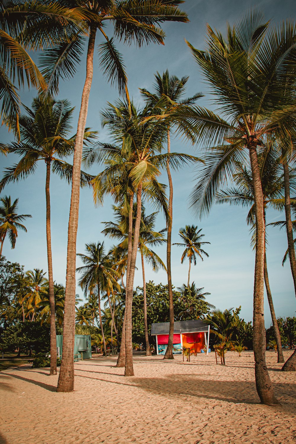 a beach with palm trees and a red chair