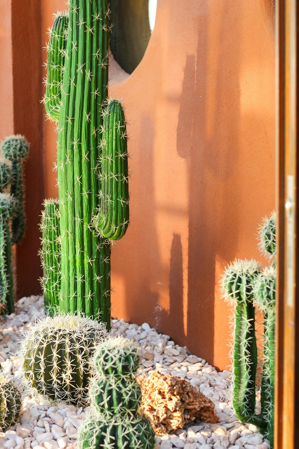 a group of cactus plants in a garden