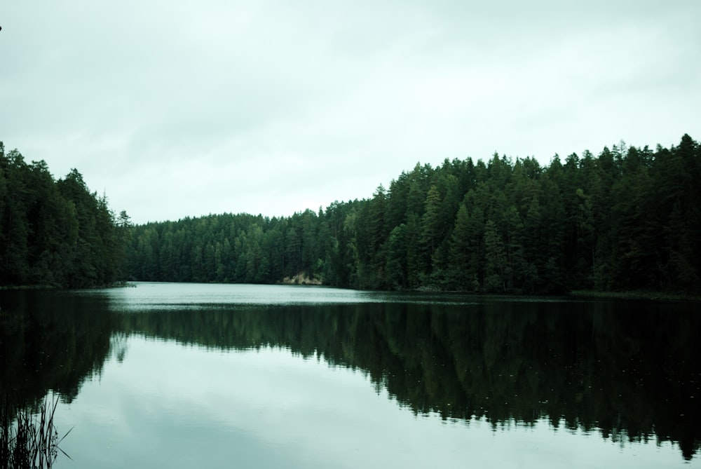 a large body of water surrounded by trees