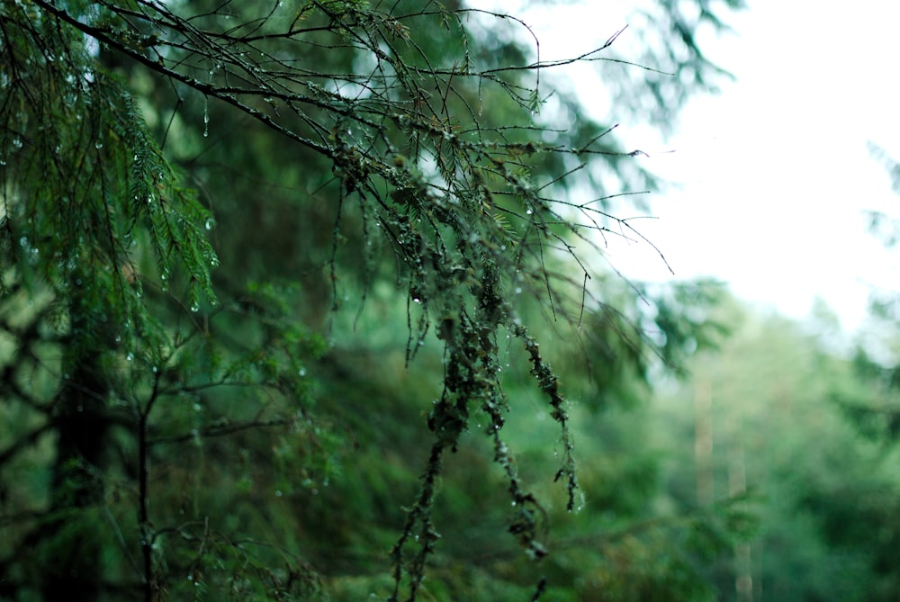 a close up of a tree branch with water droplets on it