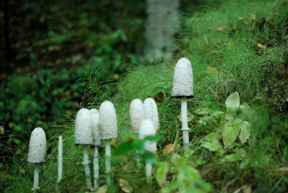 a group of white mushrooms sitting on top of a lush green field