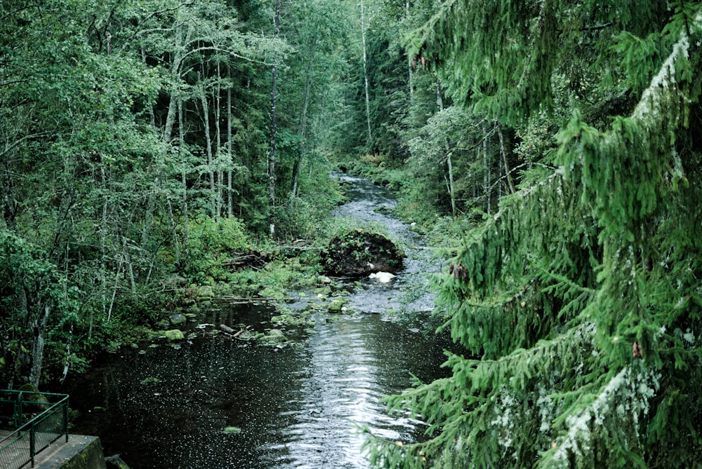 a stream running through a lush green forest