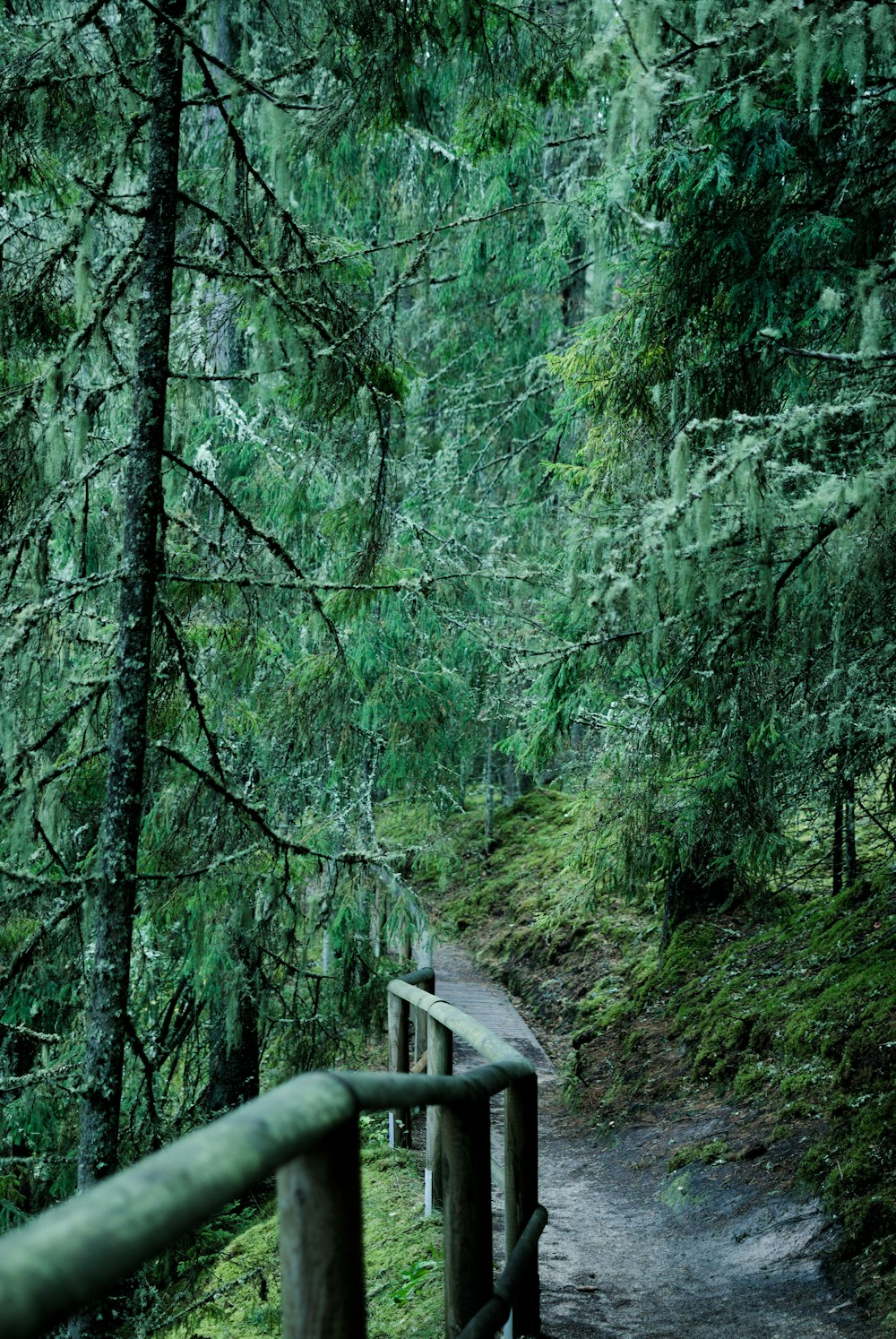 a path in the woods with trees on both sides