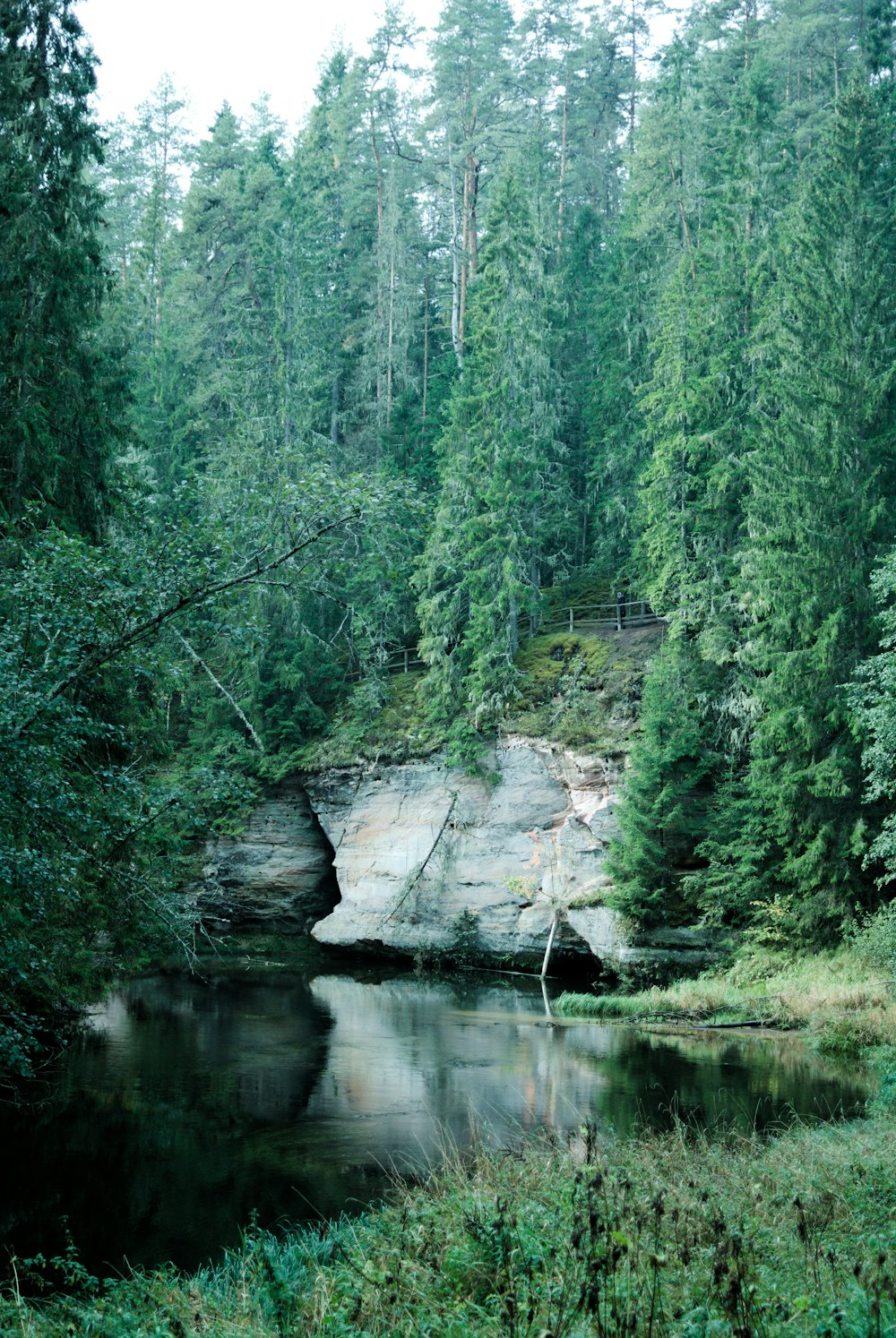 a body of water surrounded by trees in a forest