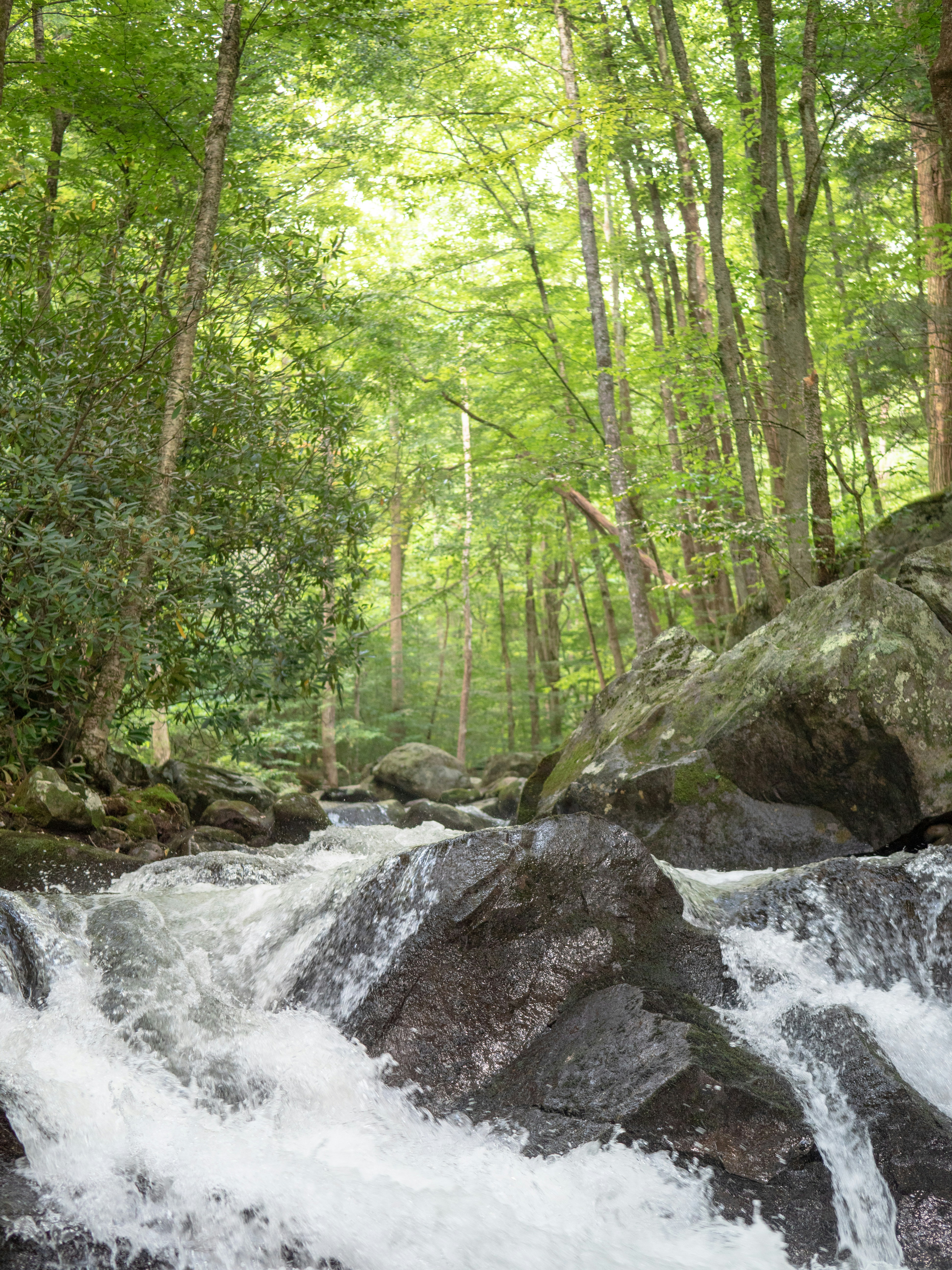 a river running through a lush green forest