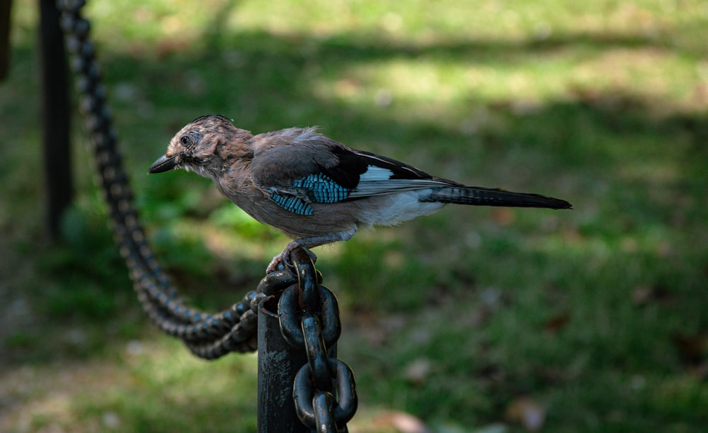 a small bird perched on top of a chain