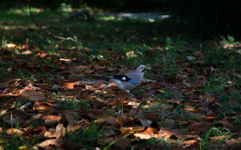a small bird sitting on top of a pile of leaves