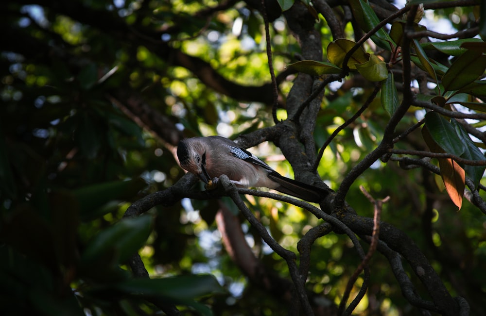 a bird sitting on a branch in a tree