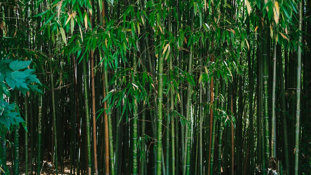a bamboo forest with lots of green leaves