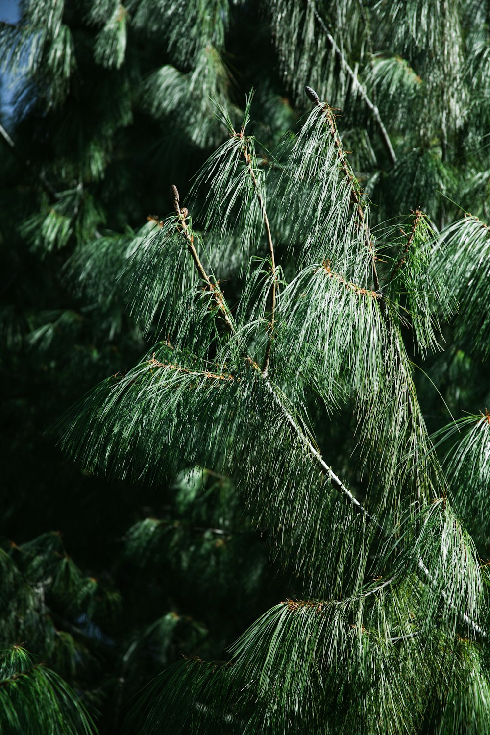 a bird perched on top of a pine tree