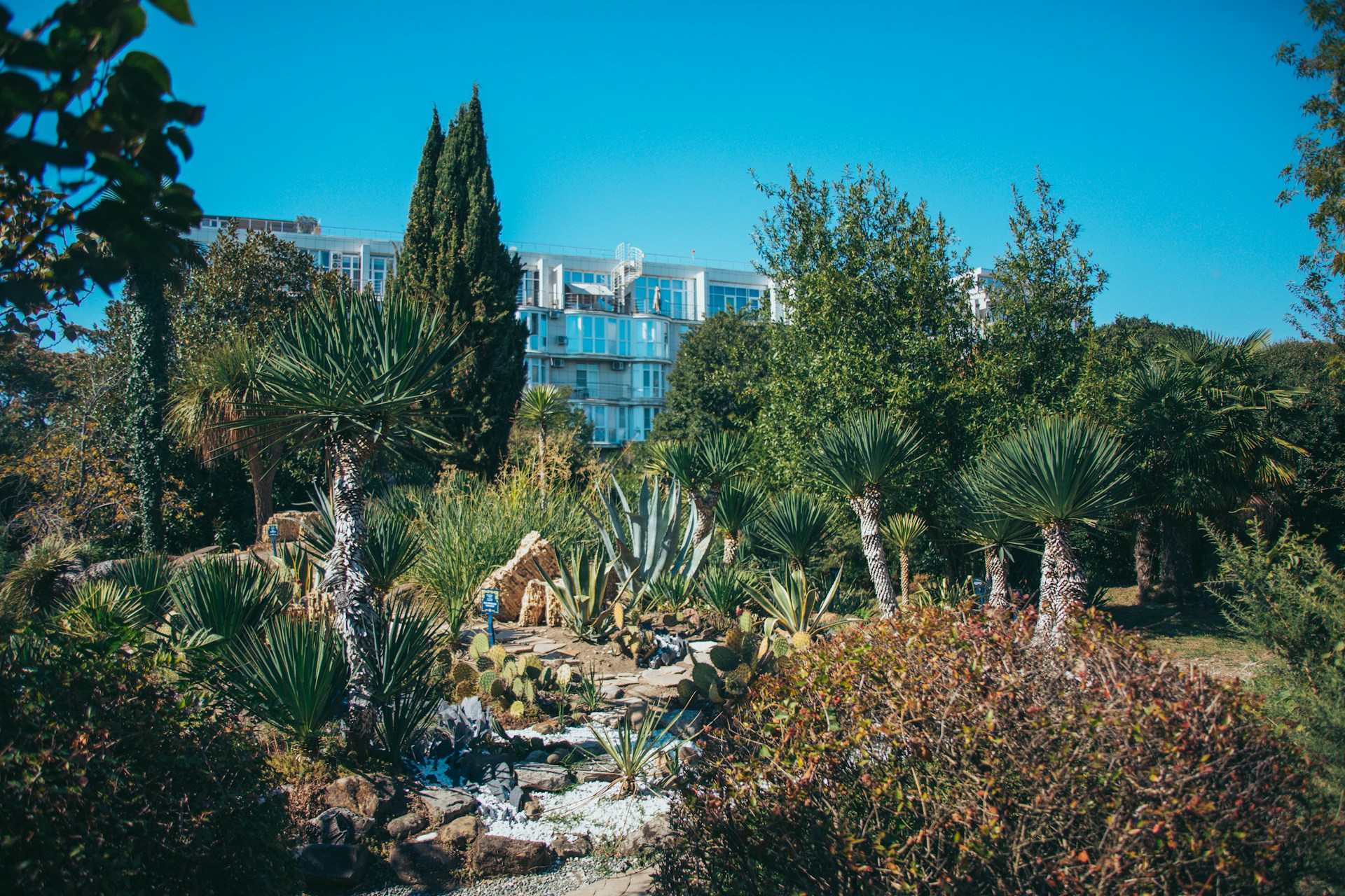 a group of trees and plants in a park