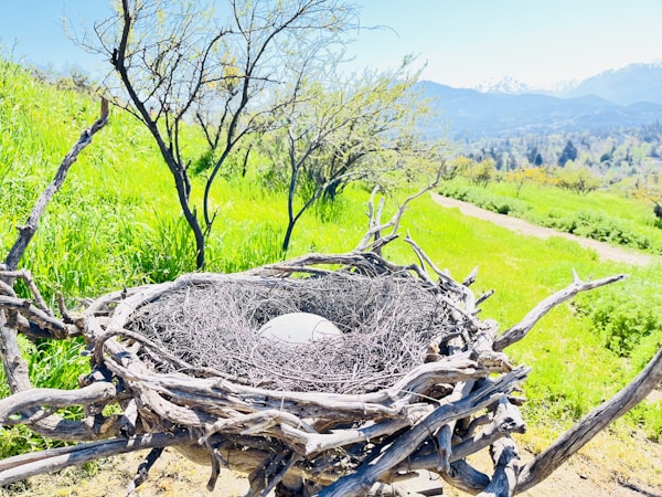 A large, intricately woven bird's nest made of twigs and branches sits on a grassy hillside. Inside the nest is a single white egg. The background features a clear, bright sky and distant mountains, with some barren trees scattered on the green landscape.