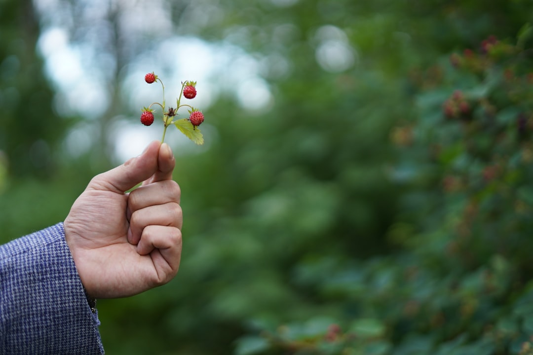 a person holding a small plant with berries on it,