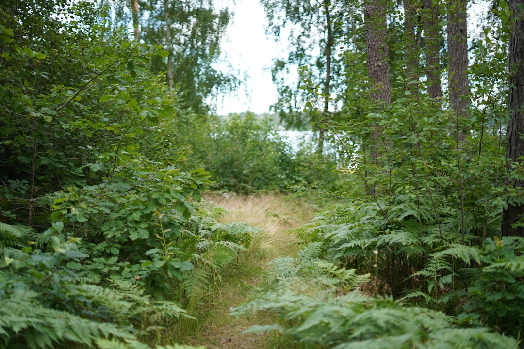 a dirt path in the middle of a forest,