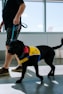 a black dog wearing a yellow vest and red bow tie