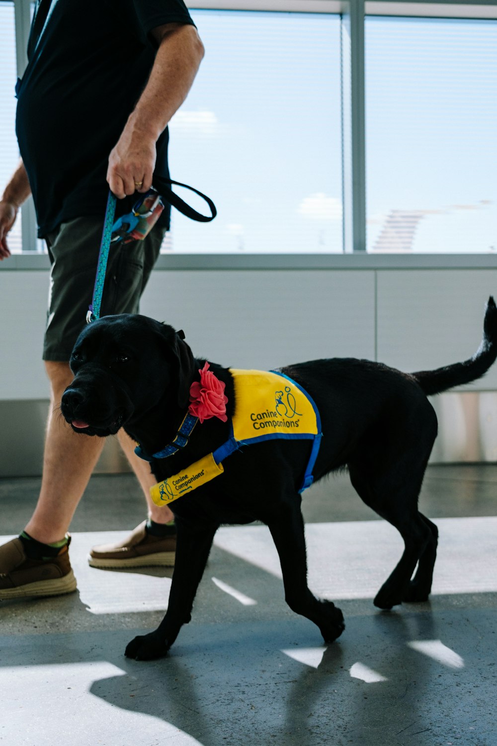 um cão preto vestindo um colete amarelo e gravata borboleta vermelha