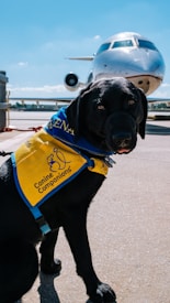 A happy dog and cat ready for air travel with a friendly pet handler