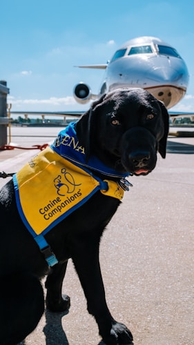 A black Labrador wearing a yellow and blue vest labeled 'Canine Companions' is sitting on an airport tarmac. Behind the dog, a commercial airplane is parked, with a clear blue sky in the background.
