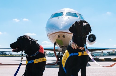 Two black dogs wearing colorful vests and leashes are sitting on the tarmac in front of a passenger airplane. The sky is clear with a few clouds, and the background shows parts of the airport infrastructure.