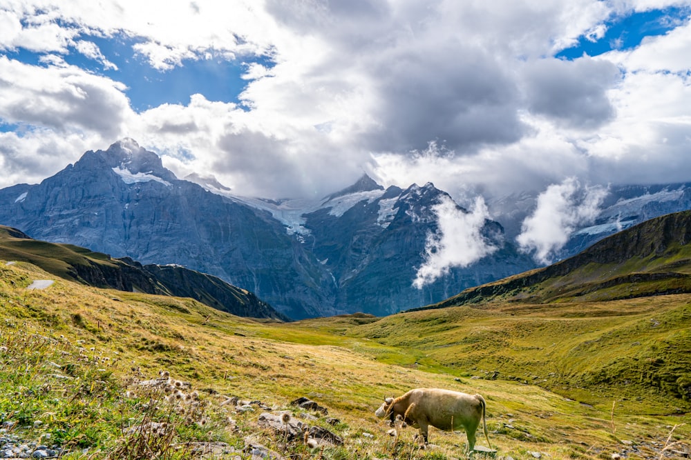 a cow standing in a field with mountains in the background