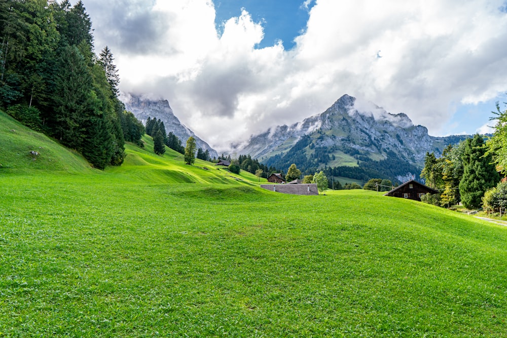 a lush green field with a mountain in the background