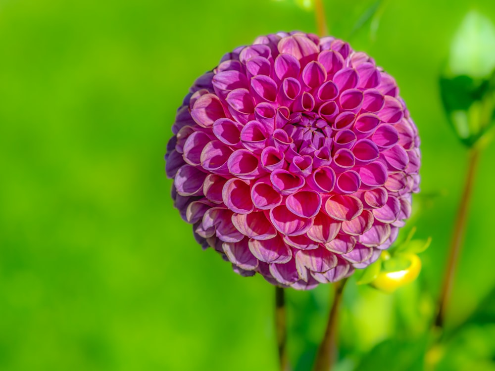 a purple flower with a green background